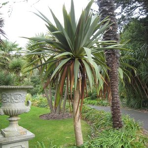 Cordyline ´INDIVISA´ - výška 120-150 cm, C30L (-12°C)